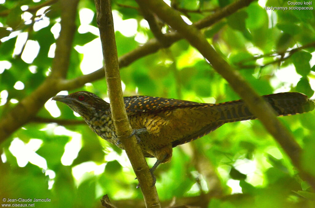 Asian Koel female adult, Behaviour