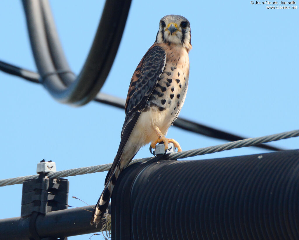 American Kestrel male adult, identification, aspect, Flight, fishing/hunting