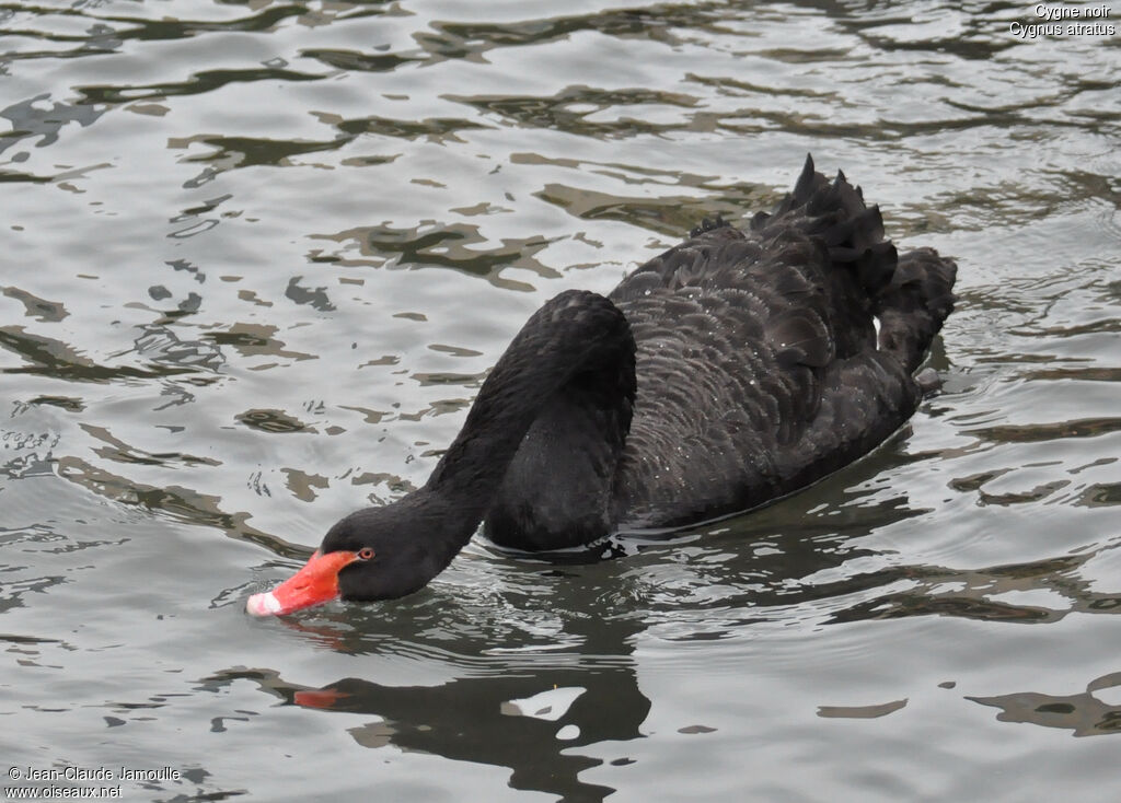 Black Swanadult