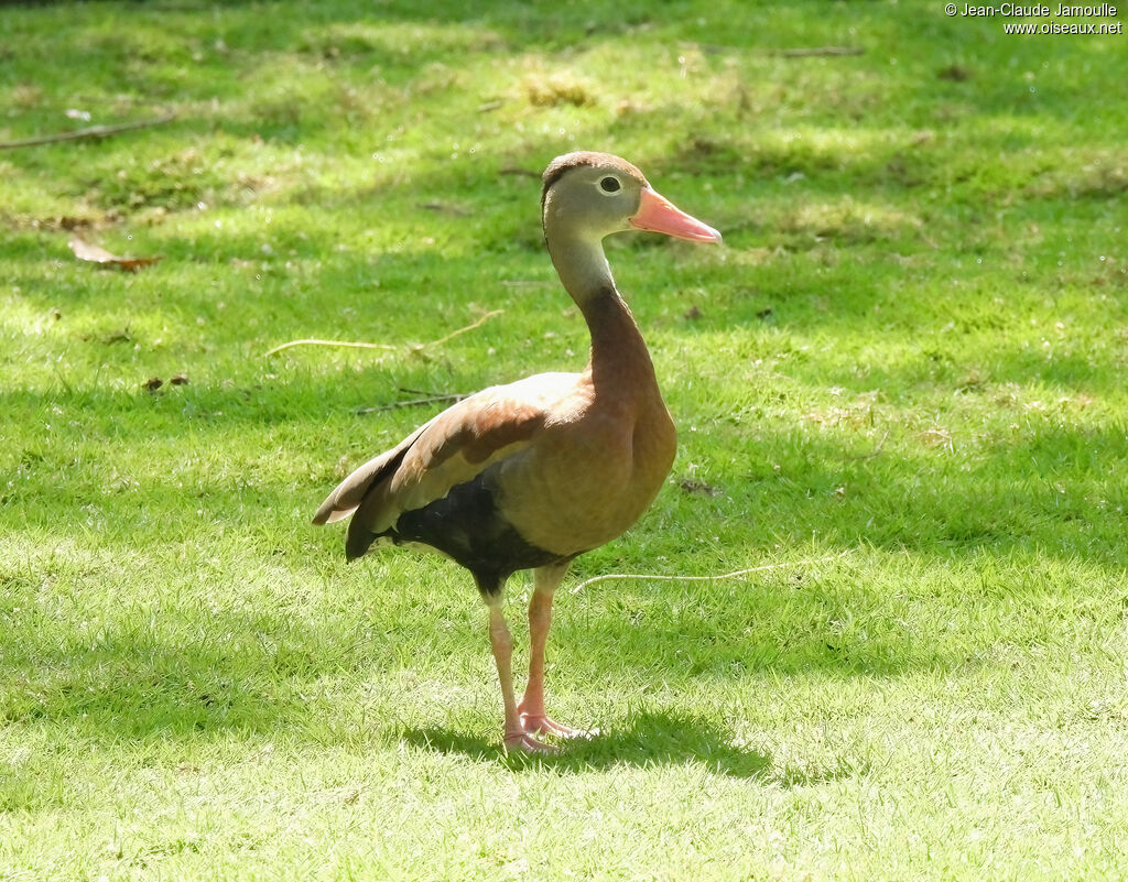 Dendrocygne à ventre noiradulte
