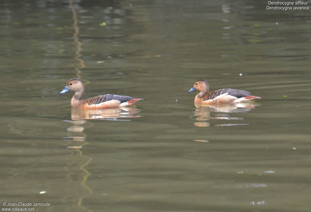 Dendrocygne siffleur, Comportement