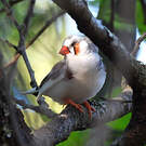 Diamant mandarin