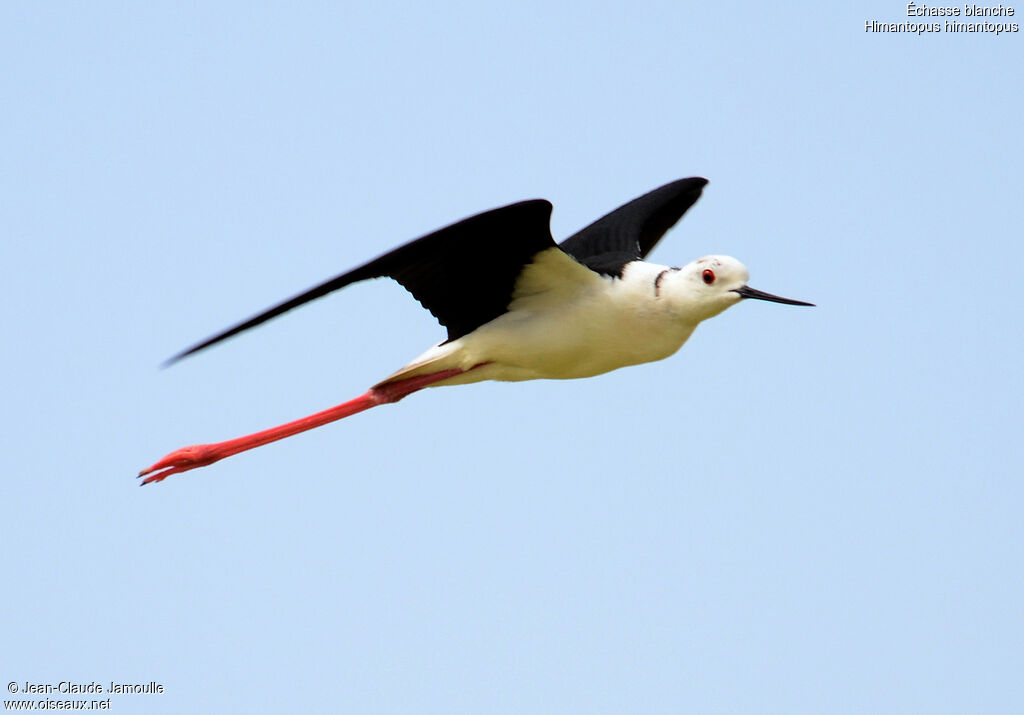 Black-winged Stilt, Flight
