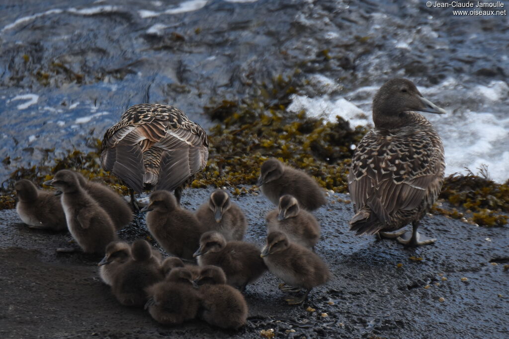 Common Eider female Poussin