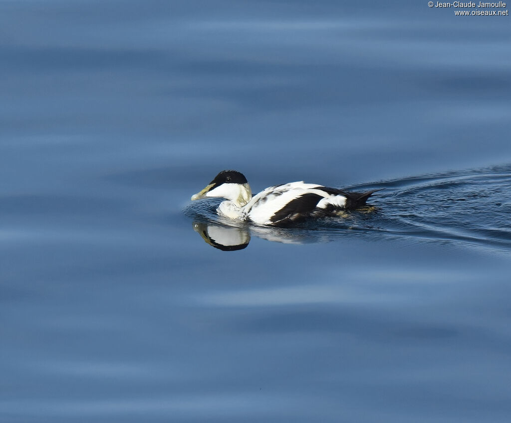 Common Eider