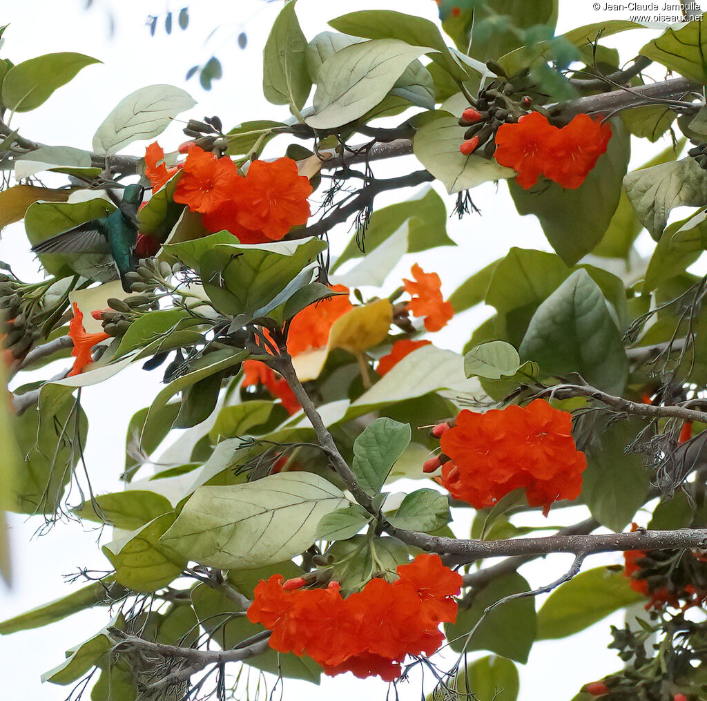 Émeraude orvert femelle adulte