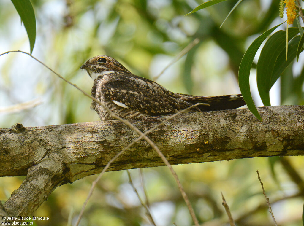Lesser Nighthawk