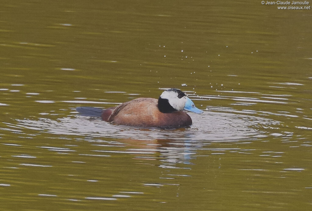 White-headed Duck male adult, identification, swimming