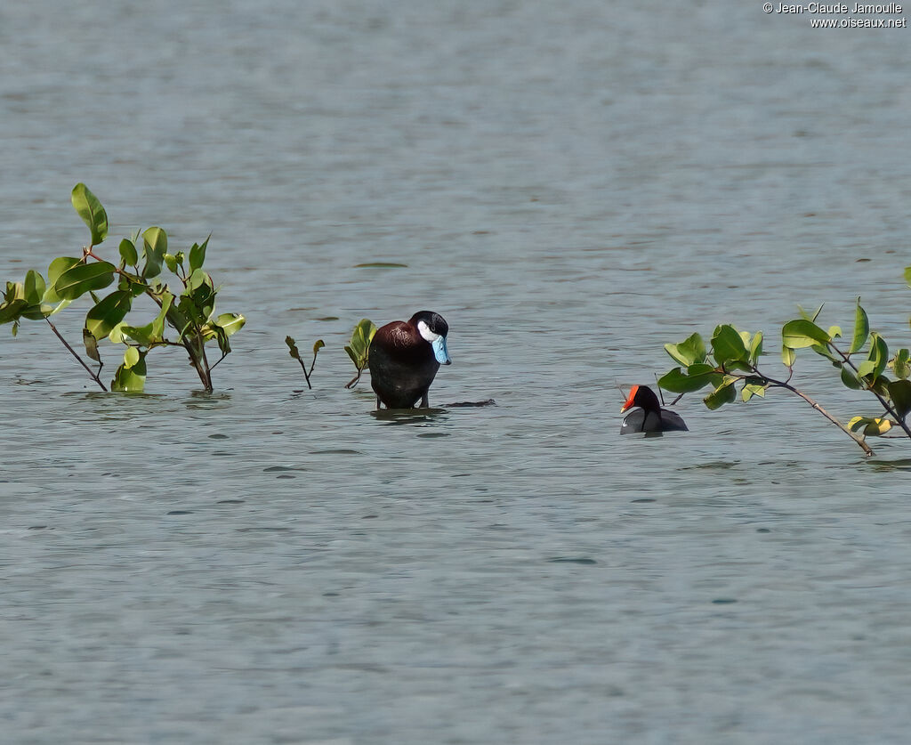 Érismature rousseadulte