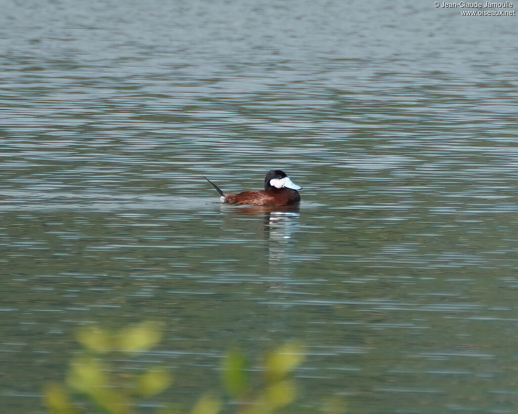 Érismature rousseadulte, nage