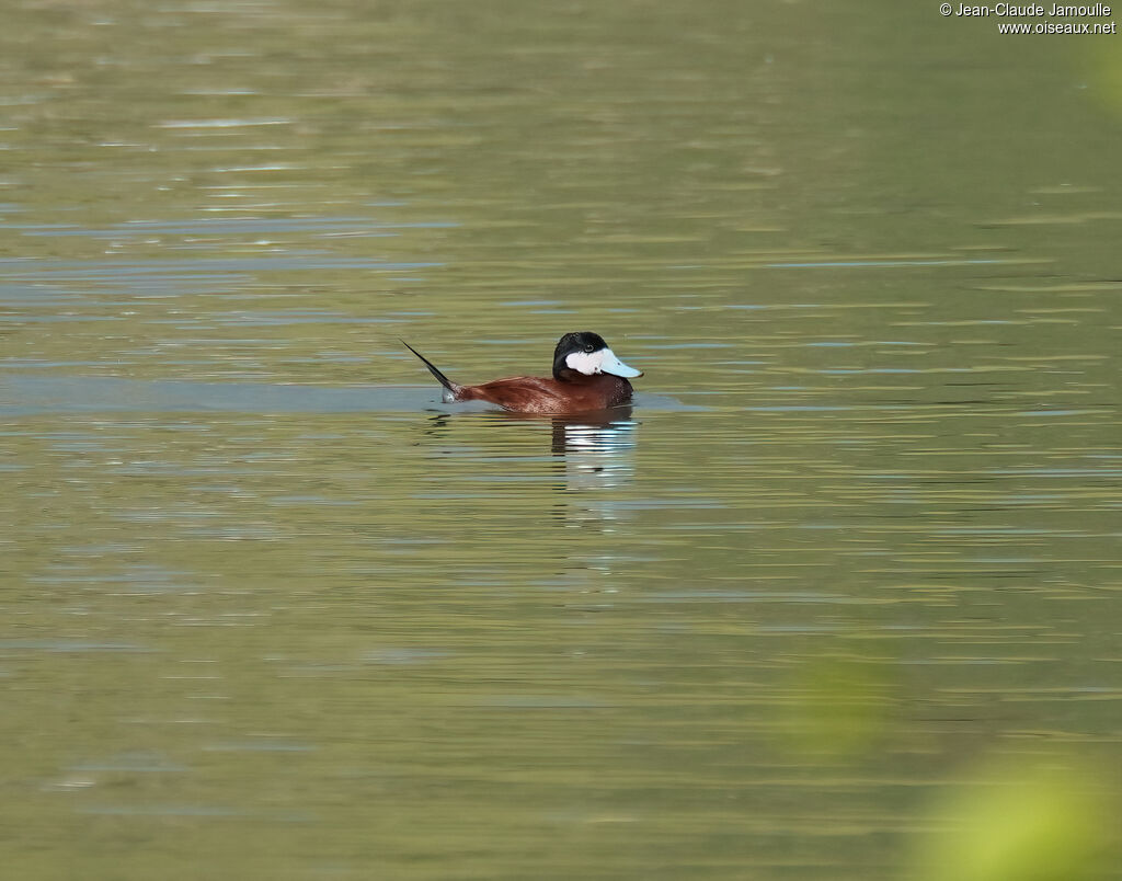 Érismature rousseadulte, nage