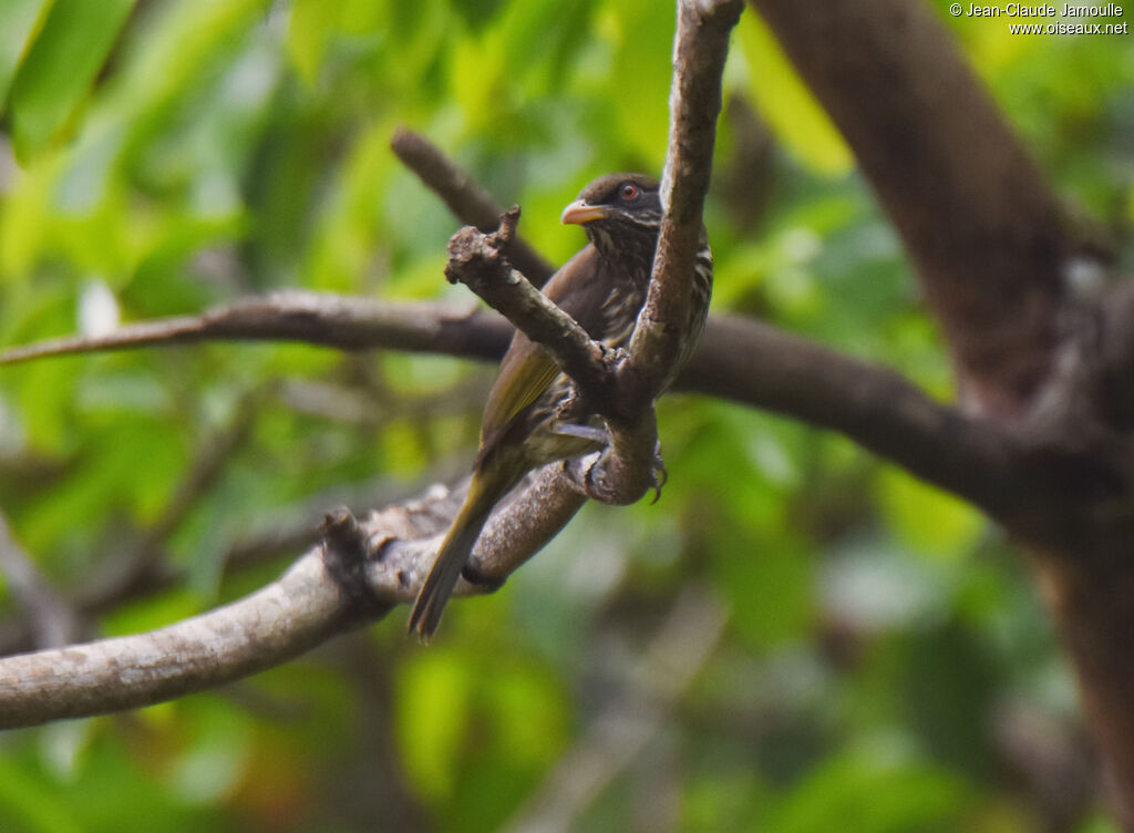 Palmchat