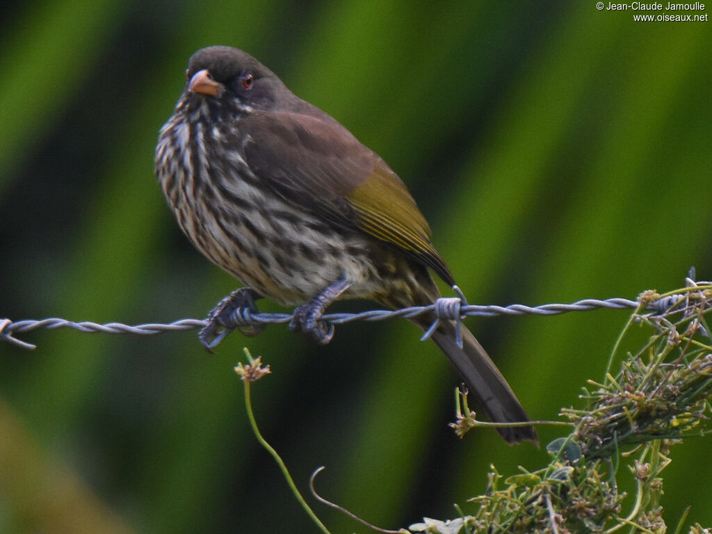 Palmchat