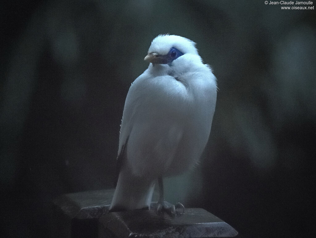 Bali Myna