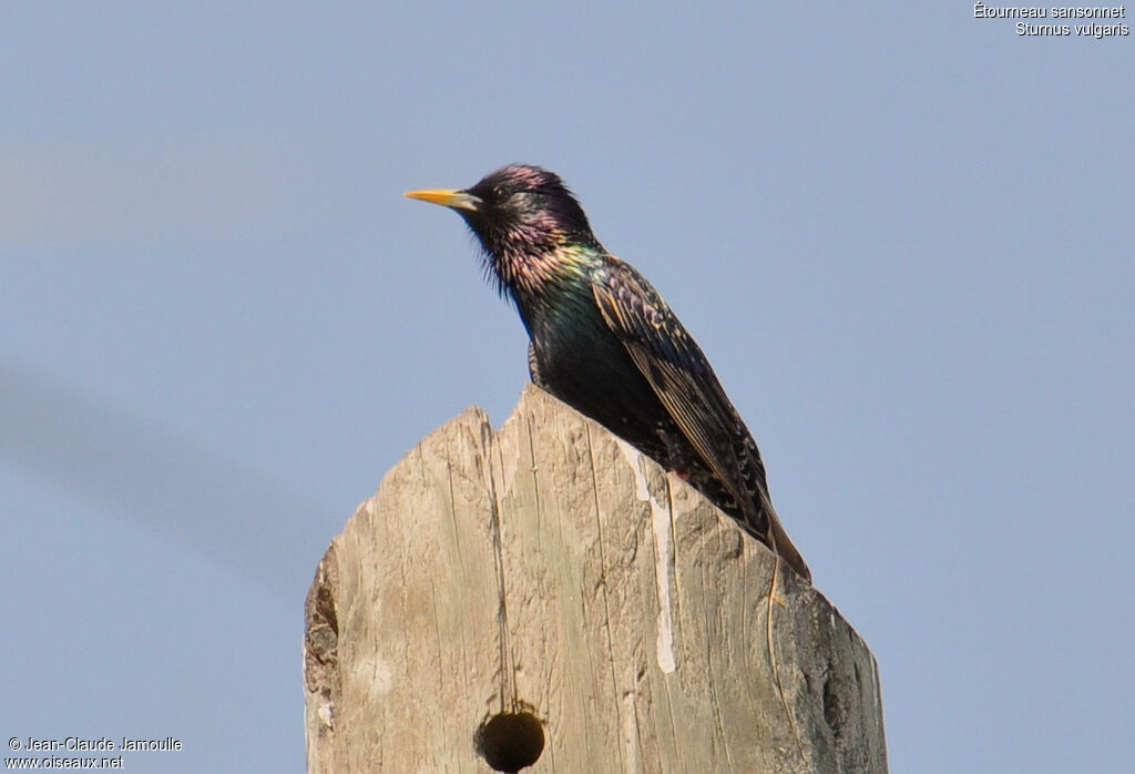 Common Starling
