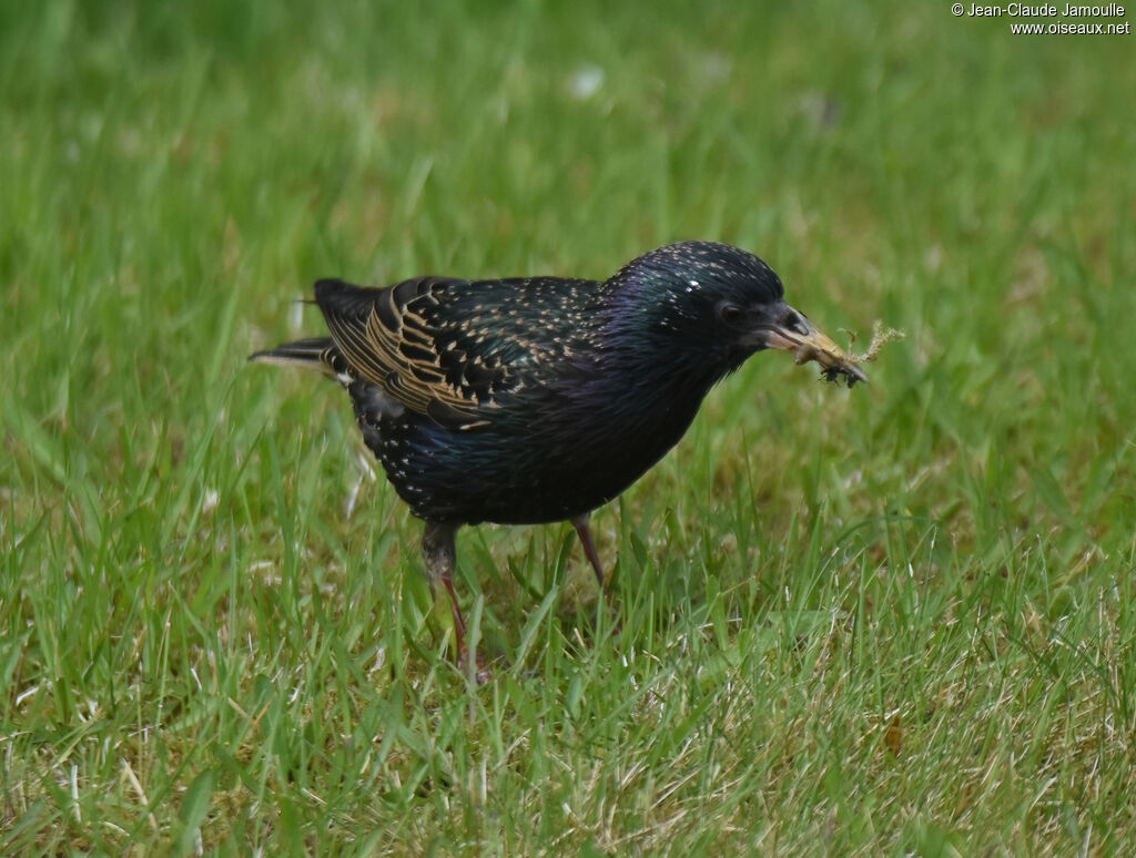 Common Starling female adult breeding, eats