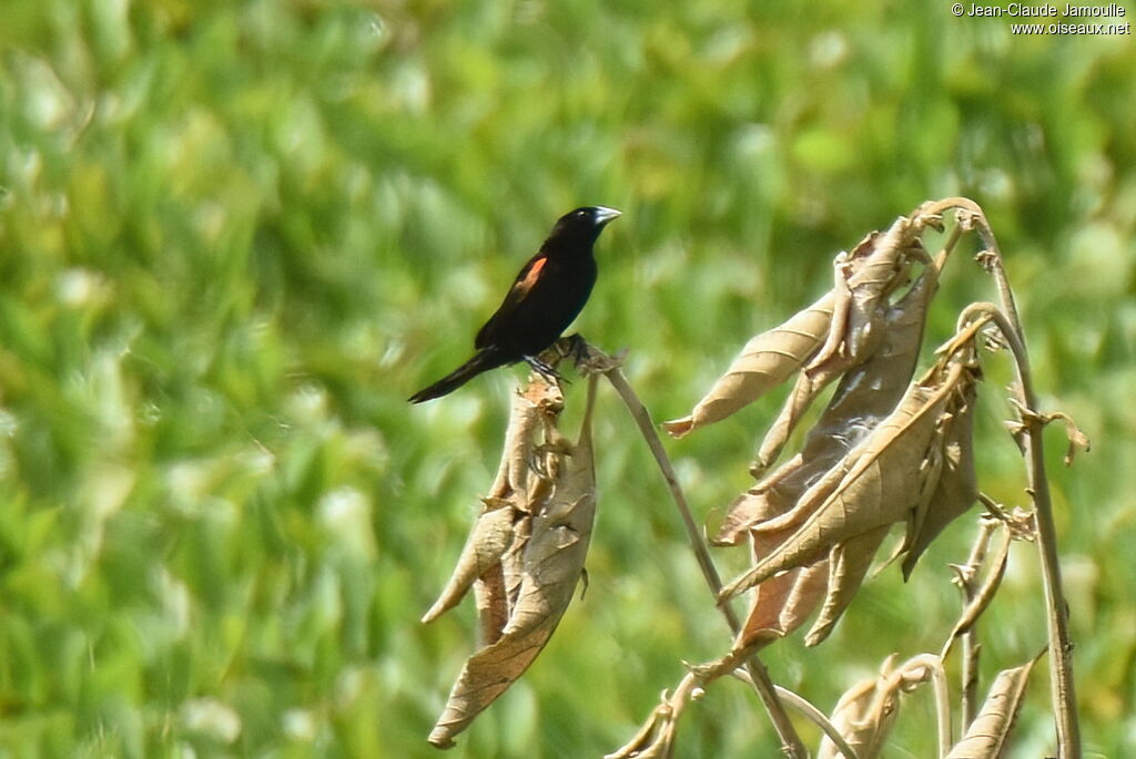 Fan-tailed Widowbird