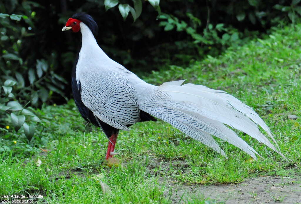 Silver Pheasant male adult breeding, identification