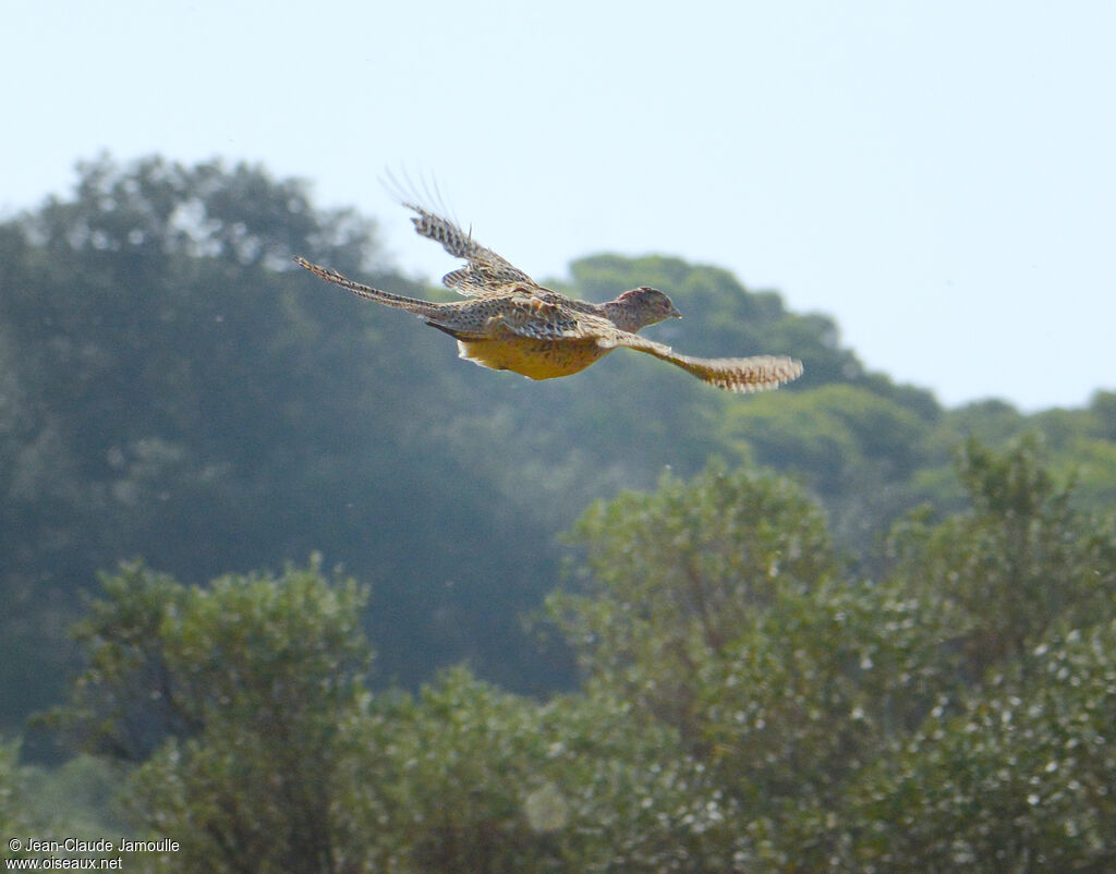 Common Pheasant female, Flight