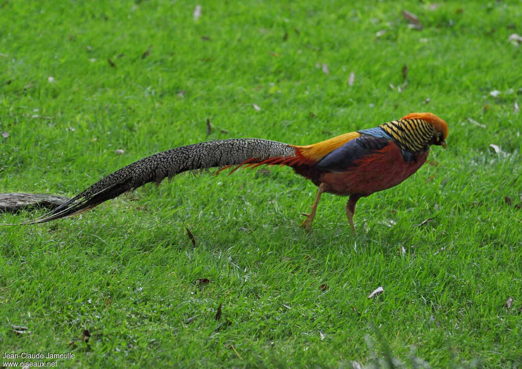 Golden Pheasant male adult breeding, identification