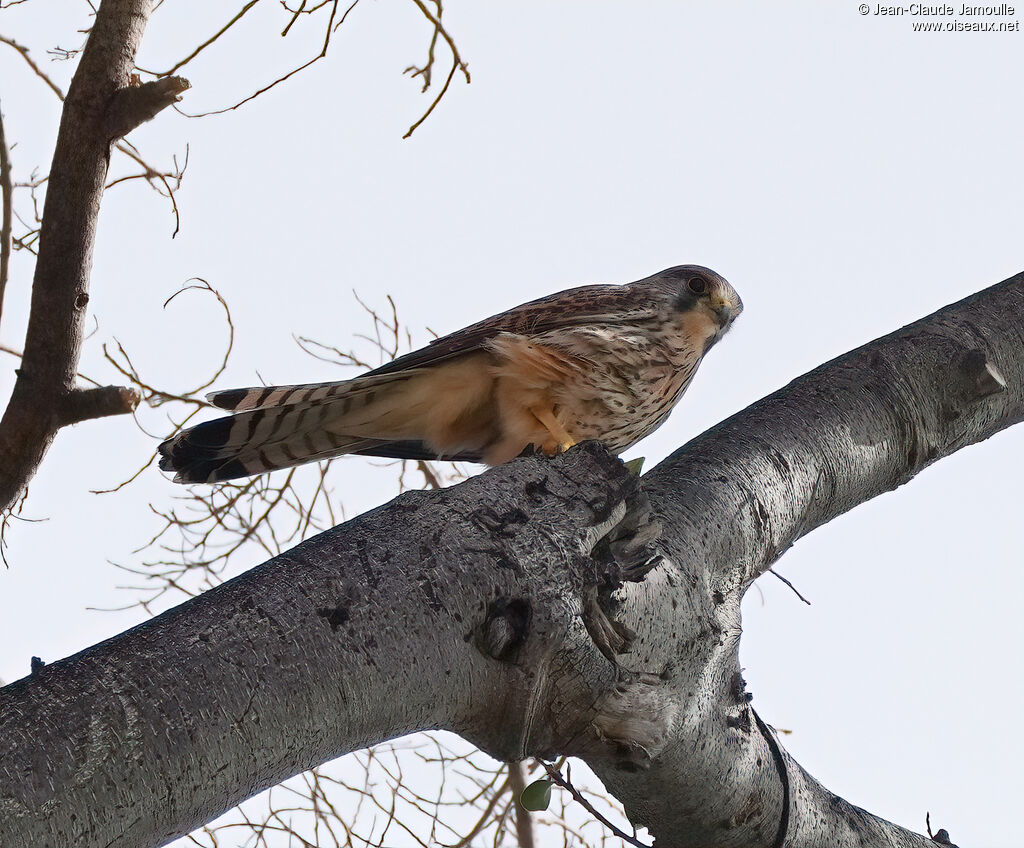 Faucon crécerelle mâle adulte
