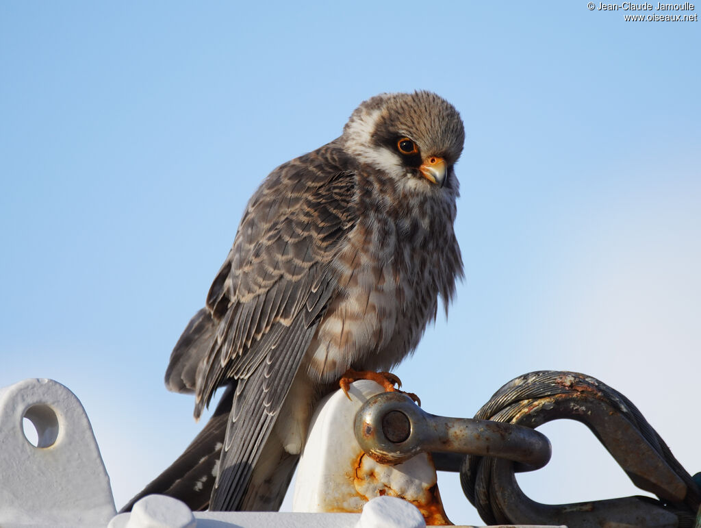 Red-footed Falcon