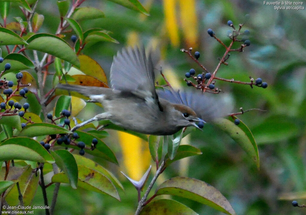 Eurasian Blackcap, Flight, feeding habits
