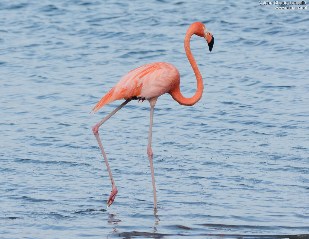Flamant des Caraïbesadulte, identification, composition, marche, mange