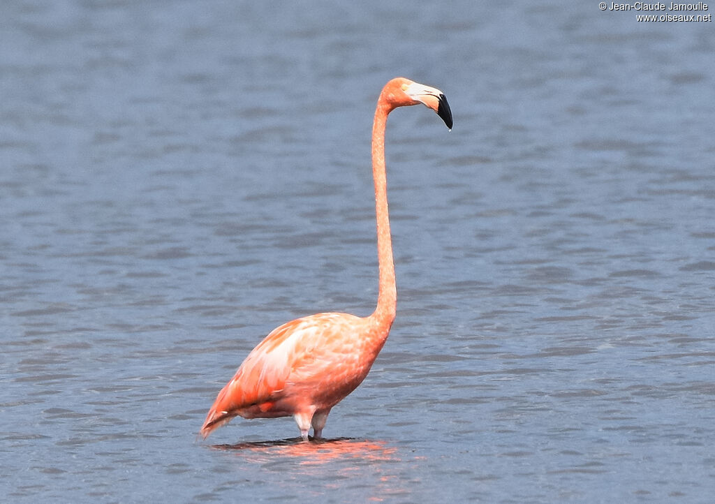 Flamant des Caraïbes