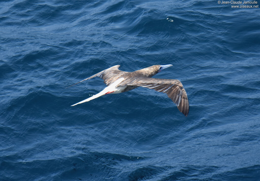 Red-footed Booby