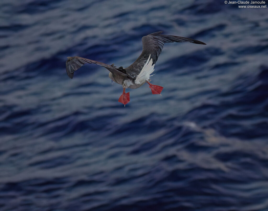Fou à pieds rougesadulte, pêche/chasse