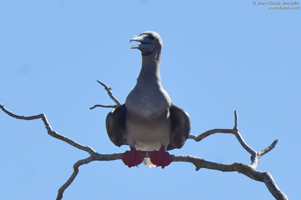 Red-footed Booby