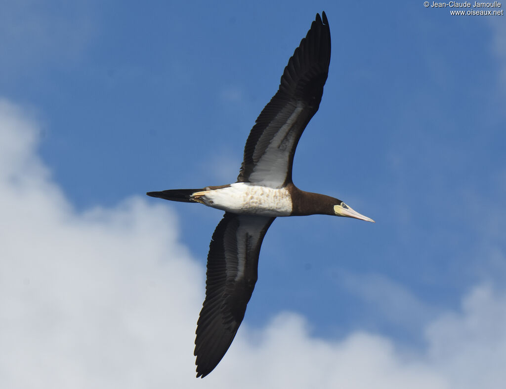 Brown Booby