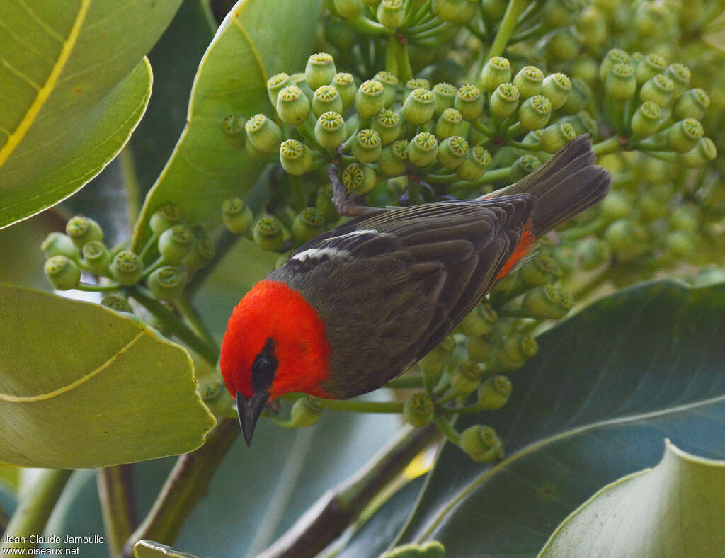 Mauritius Fody male adult, feeding habits