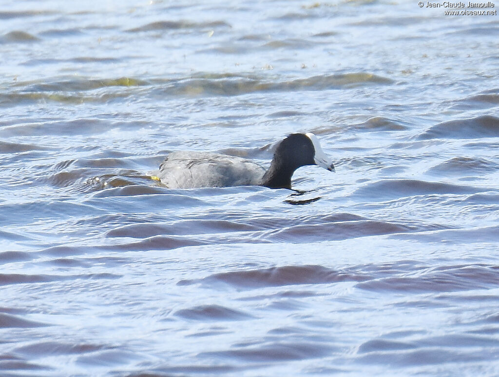 American Coot