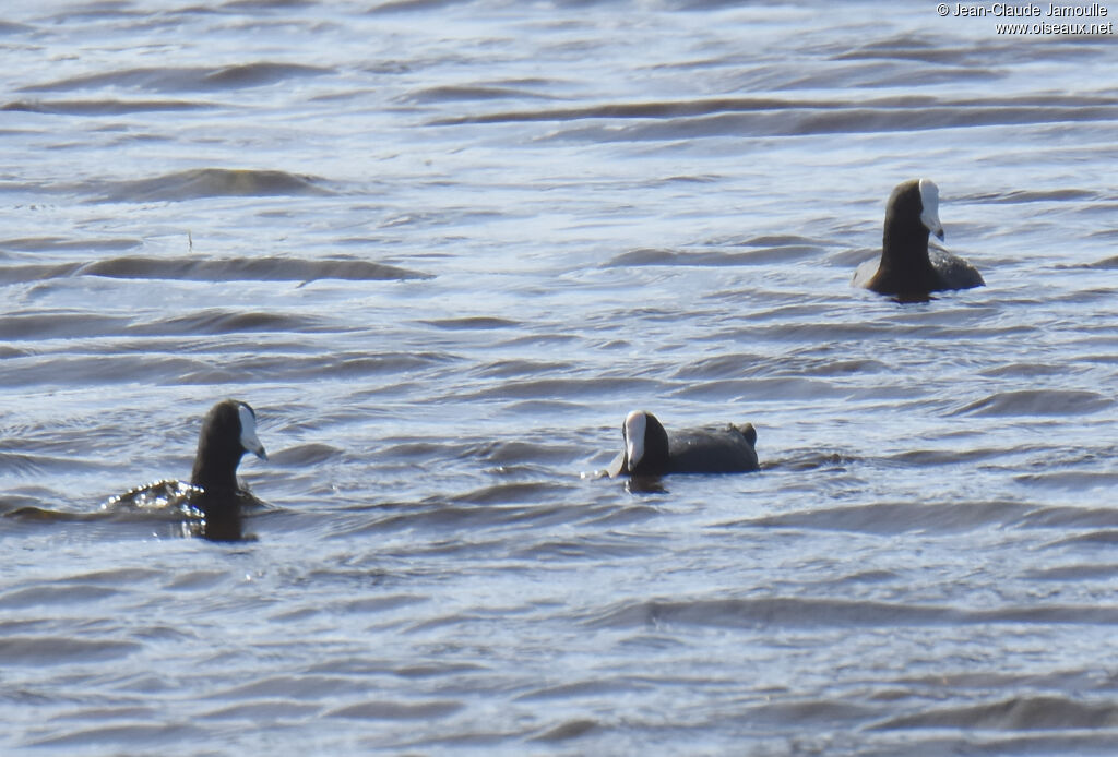 American Coot