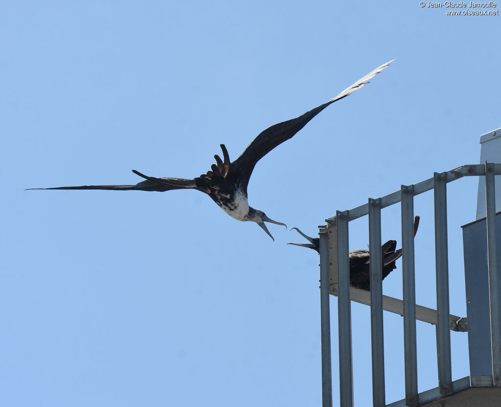 Magnificent Frigatebirdimmature