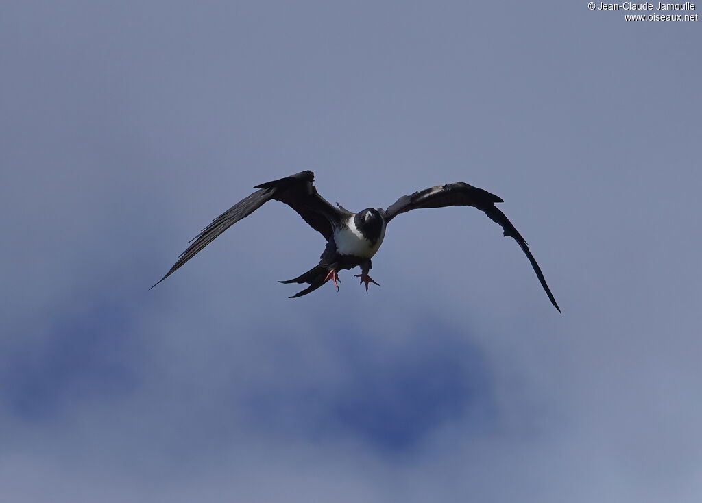 Frégate superbe femelle adulte