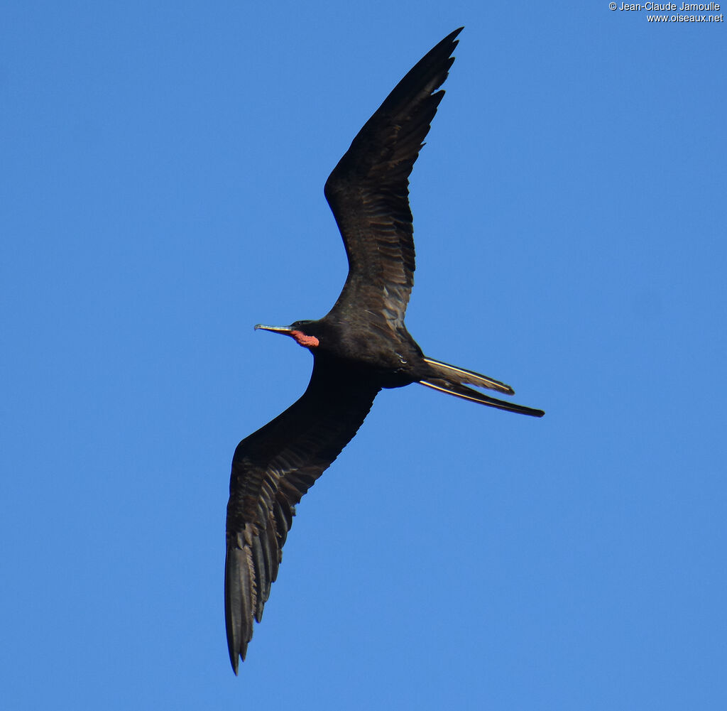 Frégate superbe mâle adulte, identification, composition, Vol, pêche/chasse