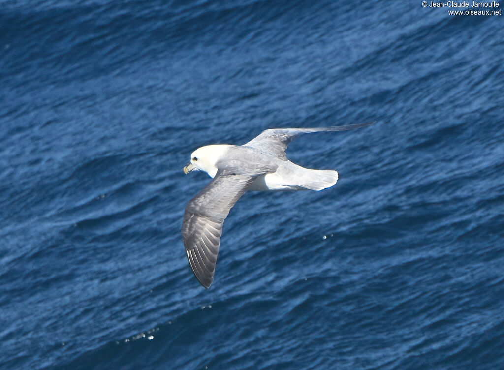 Fulmar boréaladulte, Vol