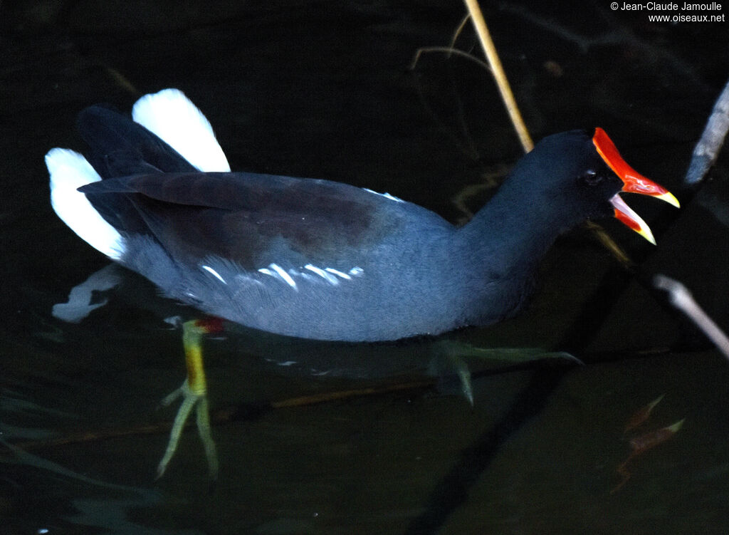 Common Gallinule