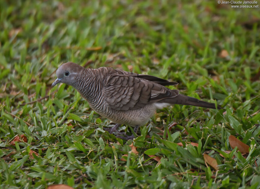 Zebra Doveadult, eats