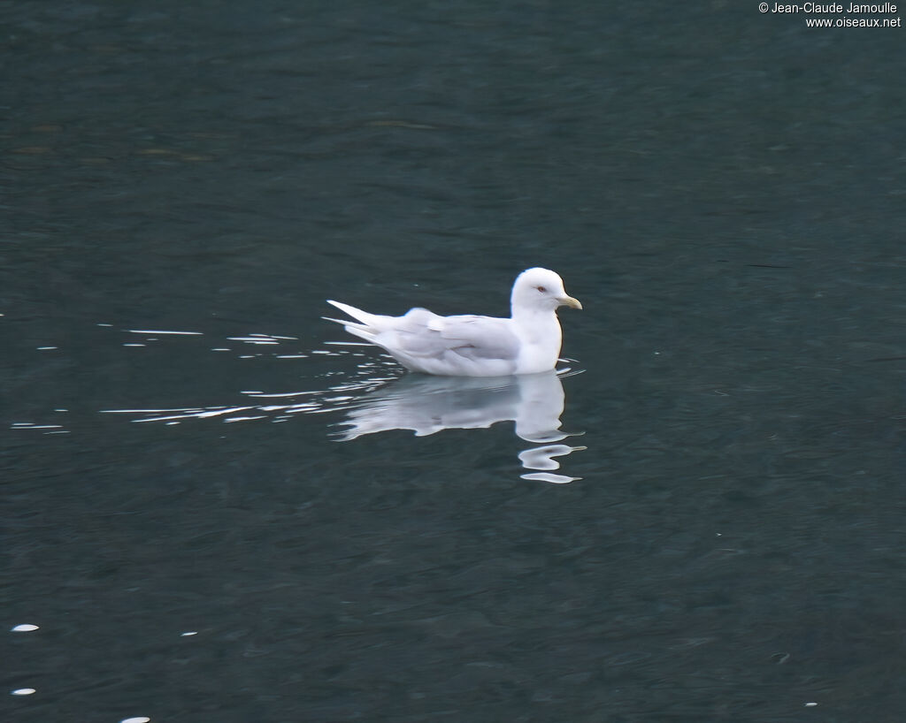 Goéland à ailes blanchesadulte