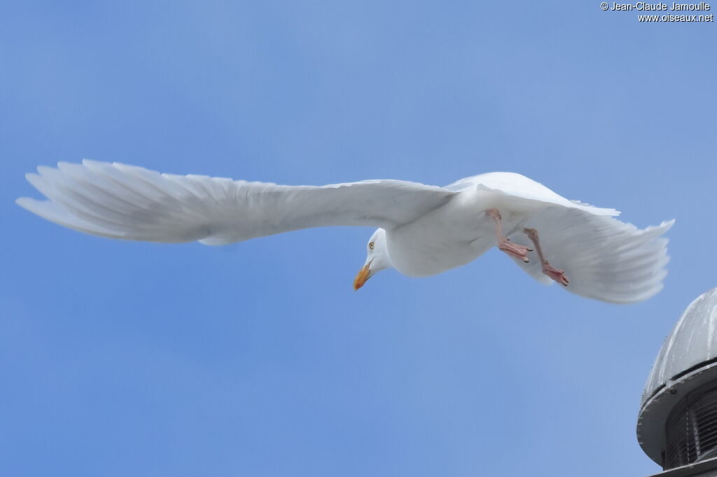 Glaucous Gulladult breeding