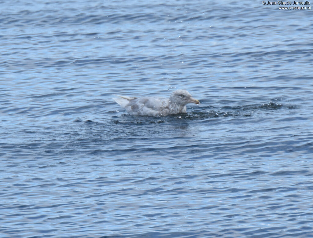 Glaucous GullSecond year