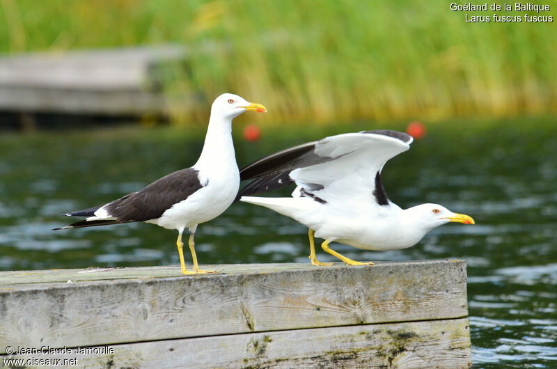 Lesser Black-backed Gull (graellsii), identification, Behaviour
