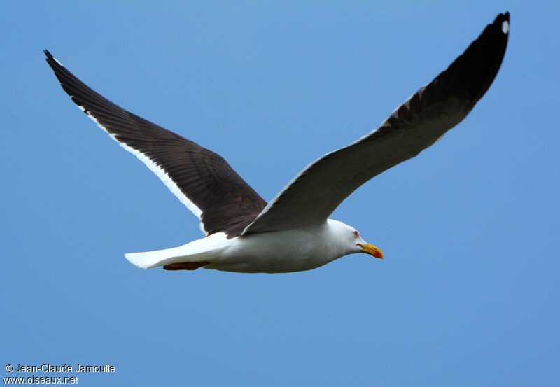 Lesser Black-backed Gull (graellsii)