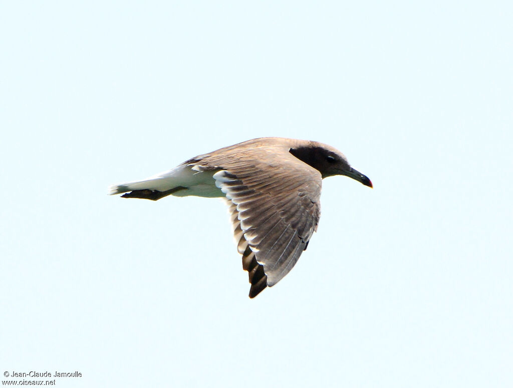 Sooty Gulladult, Flight