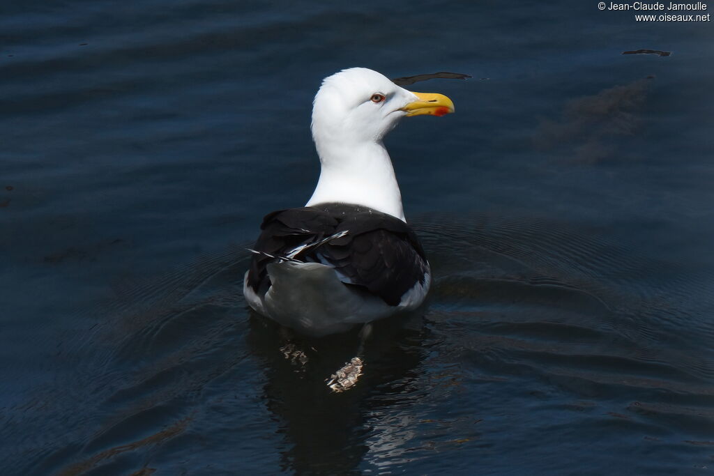 Great Black-backed Gull