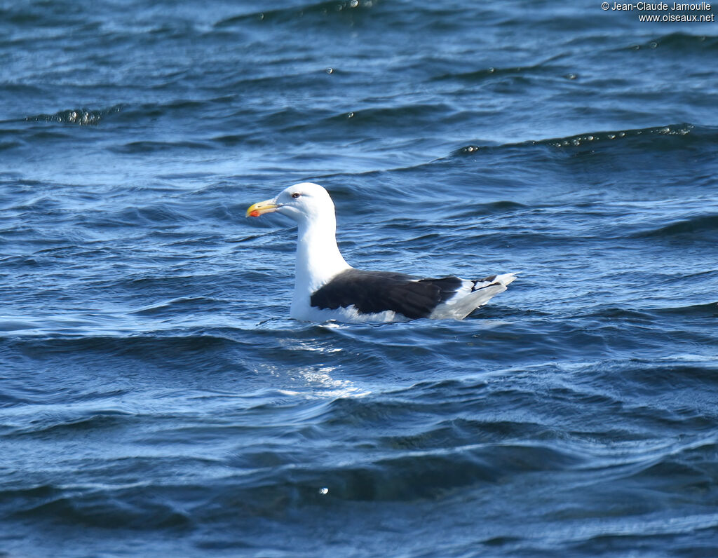 Great Black-backed Gulladult
